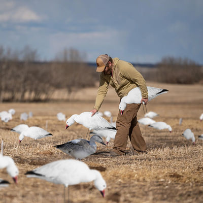 Snow Goose Hunting Decoy Eva Plastic Flocked Silhouette Geese Decoys Juvenile Geese Design