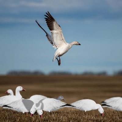 Snow Goose Hunting Decoy Eva Plastic Flocked Silhouette Geese Decoys Juvenile Geese Design